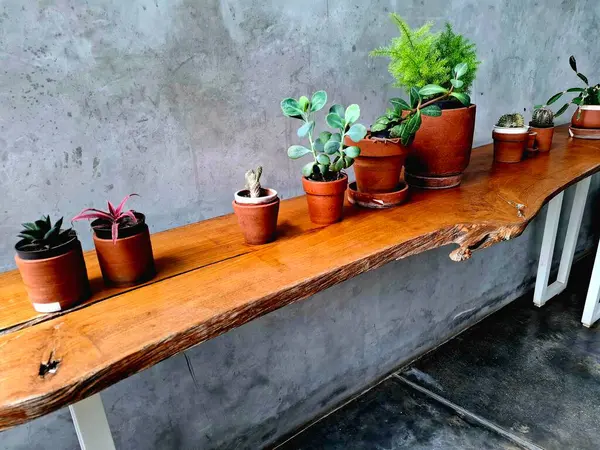 Düzgün düzenlenmiş saksı bitkileri, kafenin iç kısımlarına egzotik bir dokunuş ekliyor. Çekici odunların egemenliği altında modern ama doğal bir atmosfer yaratıyor..