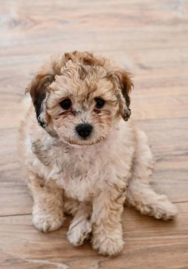 Şirin bir Cavapoo yavrusunun portresi.