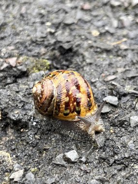 Asfaltta yakın plan bir salyangoz.