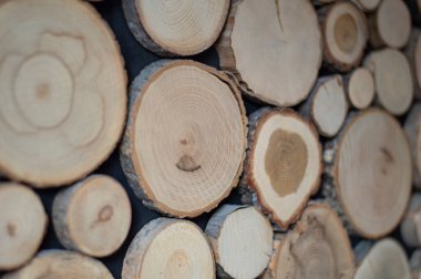 Kesilmiş ağaçların dokusu yakın plan.