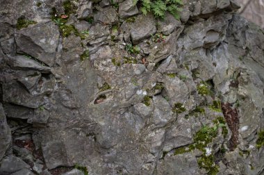 Bitkiler, yosunlar ve yosunlarla kaplı taş yüzey. Doğal arkaplan dokusu.