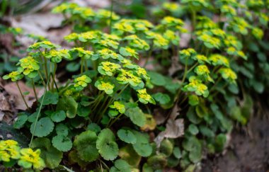 Chrysosplenium alternifolium doku kenar görünümü
