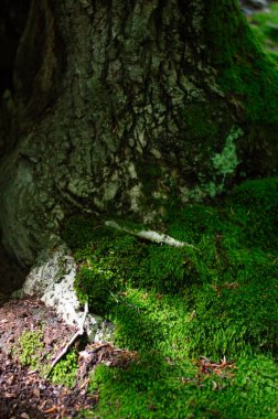 Ormandaki bir ağaç gövdesinde yeşil yosun