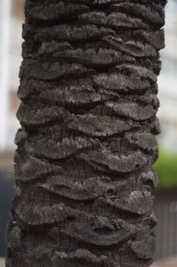 palmiye ağacı kabuğu yakın çekim