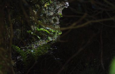 Mağaranın manzarası. Yağmur ormanlarındaki bir mağarada eğrelti otları