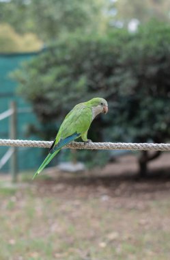 Parkta ipte oturan yeşil papağan.