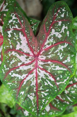 Beyaz ve kırmızı çizgili iki renkli Caladium yaprakları. Botanik bahçesindeki dokular