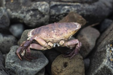 Taşlarda yengeç var.