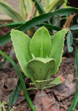 Green leaves of succulent in the botanical garden clipart