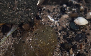 Sudaki kayaların arkasında saklanan küçük keşiş yengeci.