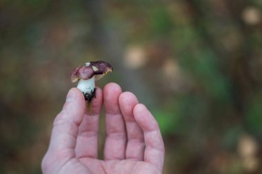 Sonbahar ormanında elinde küçük bir mantar