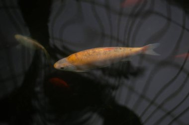 Parktaki havuzda koi balığı.