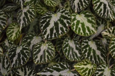 Begonya kloronüründen yapılmış bir desen.