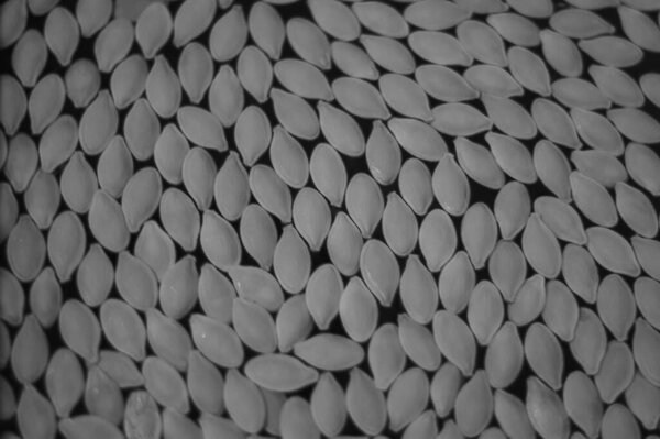 Черно-белый фон семян тыквы