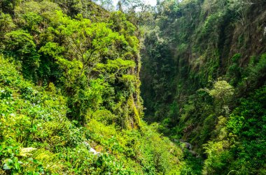 Bali 'de yeşil orman, Endonezya