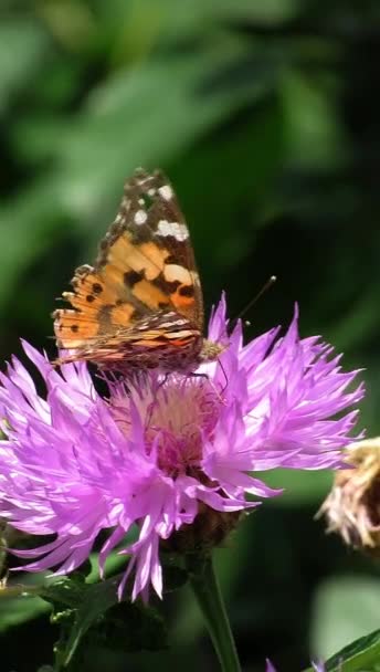 Malowana Pani Motyl Vanessa Cardui Zanurza Swoje Proboscis Purpurowych Kwiatów — Wideo stockowe