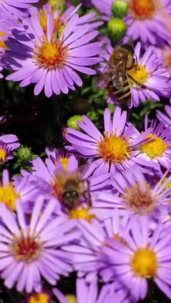 Bienen Sammeln Nektar Und Pollen Von Violetten Astern Garten Vertikales — Stockvideo