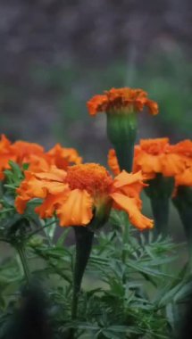 Bahçedeki turuncu ve sarı kadife çiçeklerine yaz yağmuru damlaları düşer. Dikey video.