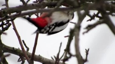 Büyük benekli ağaçkakan (Dendrocopos major) bir ağaca baş aşağı asılır ve gagasıyla bir dalı gagalar..