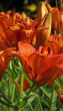 Güneşli bir yaz gününde bahçede portakal zambakları. Yakın plan. Dikey video.