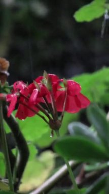 Bahçedeki yağmur damlalarıyla kaplı bir dalda kırmızı sardunya çiçekleri. Dikey video.