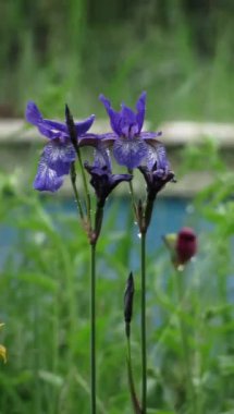 Bahçedeki Sibirya İris 'ine (Iris sibirica) yağmur damlaları düşer. Dikey video.