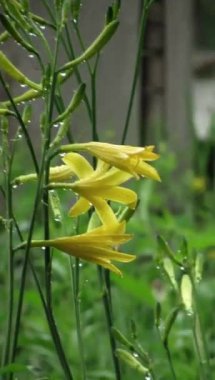 Bahçedeki sarı liyum çiçeklerine yağmur damlaları düşer. Dikey video.