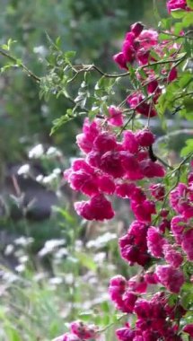 Rüzgar pembe gülün dallarını sallarken yağmur çiçek yapraklarına damlıyor. Arka planda bir bahçe var. Dikey video.