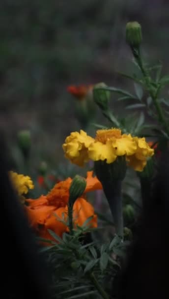 夏の雨の滴は庭でオレンジ色と黄色のマリゴールドに落ちる バーティカルビデオ — ストック動画