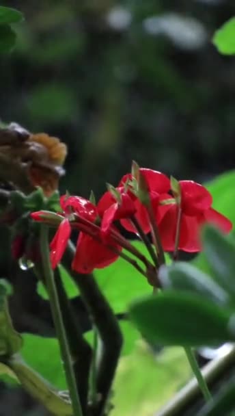 Красные Цветы Герани Ветке Покрытой Каплями Дождя Саду Вертикальное Видео — стоковое видео