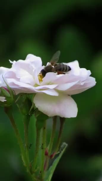 Pszczoła Zbiera Pyłek Białym Kwiatku Róży Pionowe Wideo — Wideo stockowe