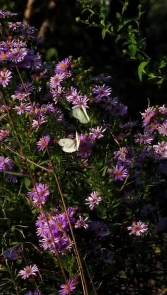 Λευκές Πεταλούδες Ένα Μωβ Λουλούδι Έναν Καλοκαιρινό Κήπο Κάθετη Βίντεο — Αρχείο Βίντεο