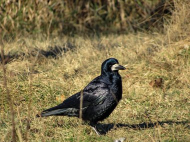 Sarı çimenlerin üzerinde siyah bir karga oturuyor..