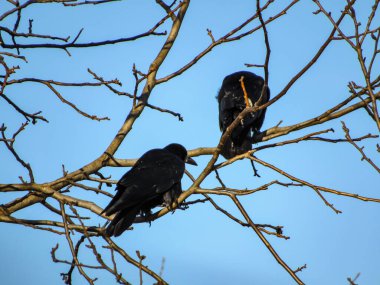 İki siyah karga bir dala oturur.