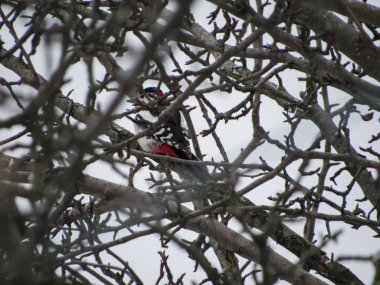 Ağaçtaki ağaçkakan yiyecek arıyor..