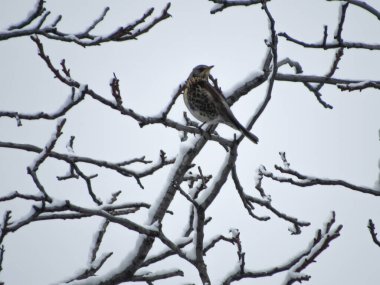 Karlı bir ağacın dalları üzerinde (Turdus pilaris) bir alan..