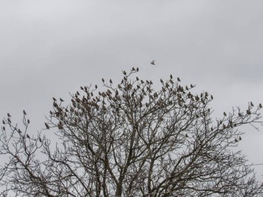 Bir Bohemya balmumu sürüsü (Bombycilla garrulus) gri bir gökyüzünün arka planında bir ağacın dallarında oturur..