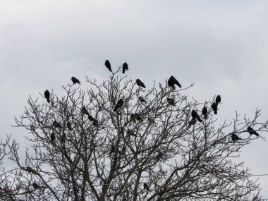 Kara karga sürüsü bulutlu bir havada bir ağacın dallarında oturur..