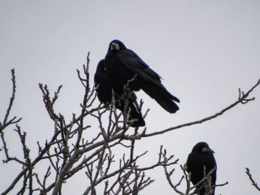 Kara karga sürüsü bulutlu bir havada bir ağacın dallarında oturur..