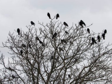 Kara karga sürüsü bulutlu bir havada bir ağacın dallarında oturur..