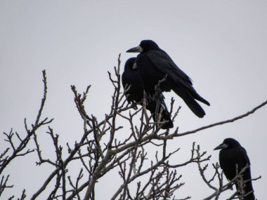 Kara karga sürüsü bulutlu bir havada bir ağacın dallarında oturur..
