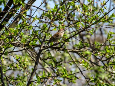 Bir serçe baharda bir ağaç dalında oturur..