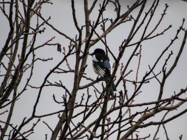 Ağaç dalında bir saksağan oturuyor.