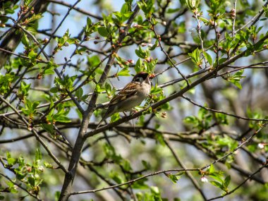 Bir serçe baharda bir ağaç dalında oturur..