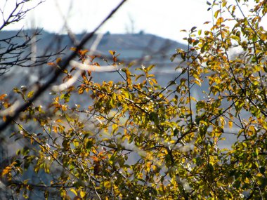 Mavi gökyüzü arka planında sarı yapraklar. Sonbahar sezonu. Doğa arkaplanı.