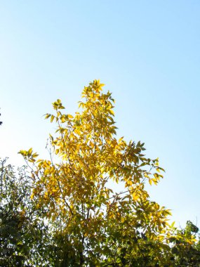 Mavi gökyüzü arka planında sarı yapraklar. Sonbahar sezonu. Doğa arkaplanı.