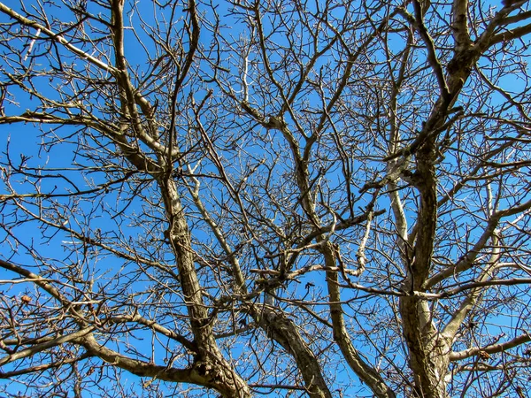 Walnut tree branches against the blue sky, natural background, selective focus.