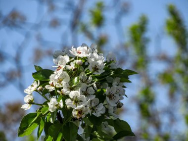 İlkbaharda armut ağacının çiçek açan dalları..