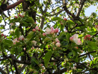 Yeşil yapraklardan oluşan bir arka planda çiçek açan bir elma ağacı dalları.