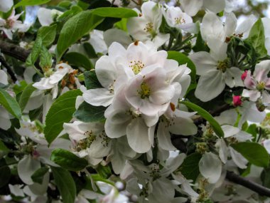 Elma çiçeği, beyaz çiçekler, yaklaşın..